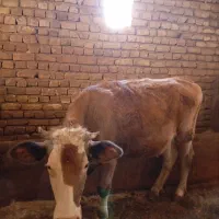 گوساله وگاو