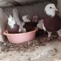 1250|گل و گیاه طبیعی|تربتحیدریه, رضاشهر|دیوار