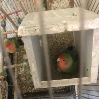 سه تا طوطی برزیلی با قفس و تخم|پرنده|مشهد, تربیت (صدف)|دیوار