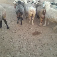 ۲۵راس میش ترکی بختیاری آبستن‌گلون