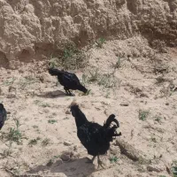 خروس‌ایام‌سمانی‌اصل‌پنج‌ماه‌دانه‌۱۵۰۰