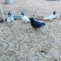 سیاه بوشهر شیخ