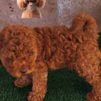 پودل توی اورجینال از مولدین وارداتی|سگ|رشت, بلوار گیلان|دیوار