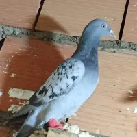 کبوتر|پرنده|فاروج, |دیوار