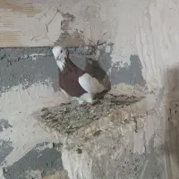 کلفه|پرنده|اردبیل, |دیوار