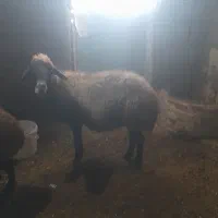 بره بهارزا|حیوانات مزرعه|الیگودرز, |دیوار