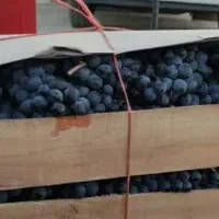 فروش فوری انگورشانی سردشت مویز انگورسیاه گردو شیره