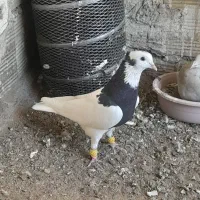 کبوتر طوقی سیاه