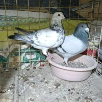 کفتر جفگاه|پرنده|مشهد, نوید|دیوار