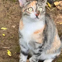 واگذاری چندتا گربه ماده و نر شش ماهه|گربه|شفت, |دیوار