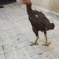 مرغ لاری افغان|حیوانات مزرعه|تهران, تهرانپارس شرقی|دیوار