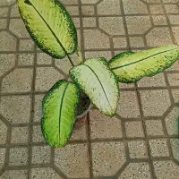دیفن واریکاو....|گل و گیاه طبیعی|شیراز, شهرک مطهری|دیوار