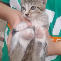 واگذاری بچه گربه نر