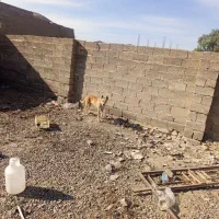 سگ ژرمن ماده|سگ|عنبرآباد, |دیوار