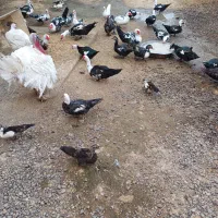 اردک اسراییلی