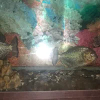 پیرانا رد بلی و الماسی|ماهی|مهاجران, |دیوار