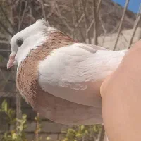 کبوتر فروشی