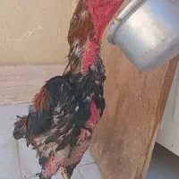 خروس لاری نژاد دار|حیوانات مزرعه|رباط‌کریم, الارد|دیوار