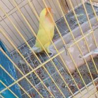 طوطی برزیلی