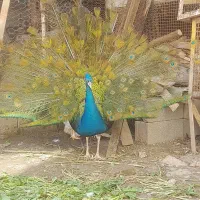 طاووس