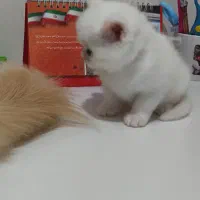 گربه اسکاتیش پرشین|گربه|رشت, حمیدیان|دیوار