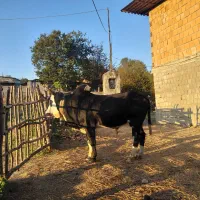 گاو نر محلی  چمری کر ناب