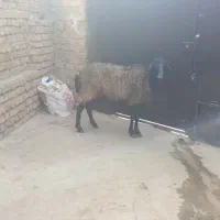 آبستن سر پستان جوان