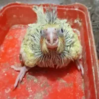 جوجه عروس هلندی|پرنده|بندرعباس, |دیوار