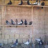 کبوتر سینه ای پشت دار و جوان