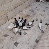کفتر پاکستانی و چتری|پرنده|قم, آذر (نکویی)|دیوار