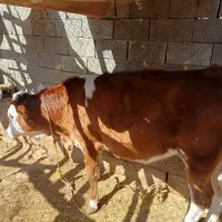 فروش گاو و گوساله