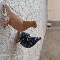 جفت دم سفید|پرنده|اسفراین, |دیوار