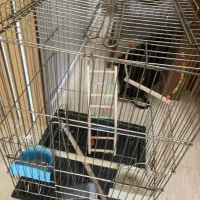 قفس طوطی و عروس هلندی