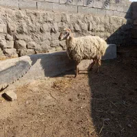 پنج تا گوسفند