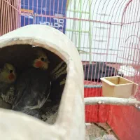 یک جفت عروس هلندی سالم|پرنده|کرمانشاه, |دیوار