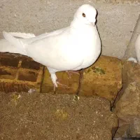 کبوتر‌‌دولاخ|پرنده|تبریز, |دیوار