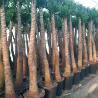 یوکای بنسای