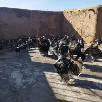 بوقلمون محلی ارگانیک