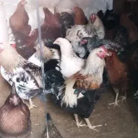 مرغ و خروس|حیوانات مزرعه|نوشهر, |دیوار