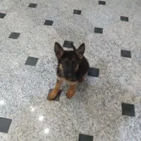 توله سگ ژرمن اصیل