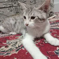 بچه گربه توضیحات بخوانید|گربه|بندر کنگان, |دیوار