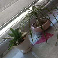 گل نخل لینداوگل سانسوریاسبزپایه کوتاه درحال رشد