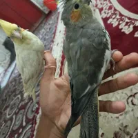 عروسی هلندی نر و ماده.  دستی هستن|پرنده|شادگان, |دیوار
