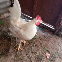 بوقلمون|حیوانات مزرعه|بندر گناوه, |دیوار