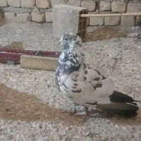 نر و ماده سوسکی تهرانی|پرنده|اصفهان, آزادان|دیوار