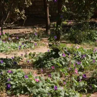 اجاره روزانه و هفتگی ( مزرعه باغ آهو) کهک|اجارهٔ کوتاه‌مدت ویلا و باغ|قم, قلعه یزدیها|دیوار