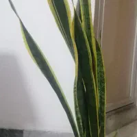 سانسوریا طلایی