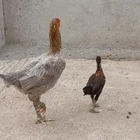 مرغ لاری