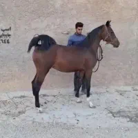 اسب درشور شجر دار