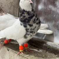 کفتر بهبونی هوایی|پرنده|مرودشت, بیست متری بیمارستان|دیوار